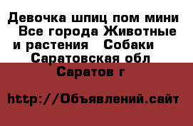 Девочка шпиц пом мини - Все города Животные и растения » Собаки   . Саратовская обл.,Саратов г.